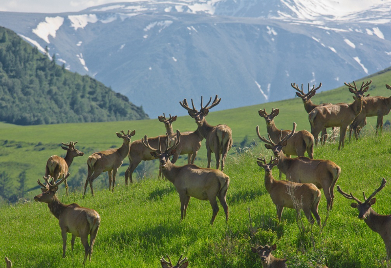 "Алтай пантовый", экскурсионно-оздоровительный тур на 10 дней | 