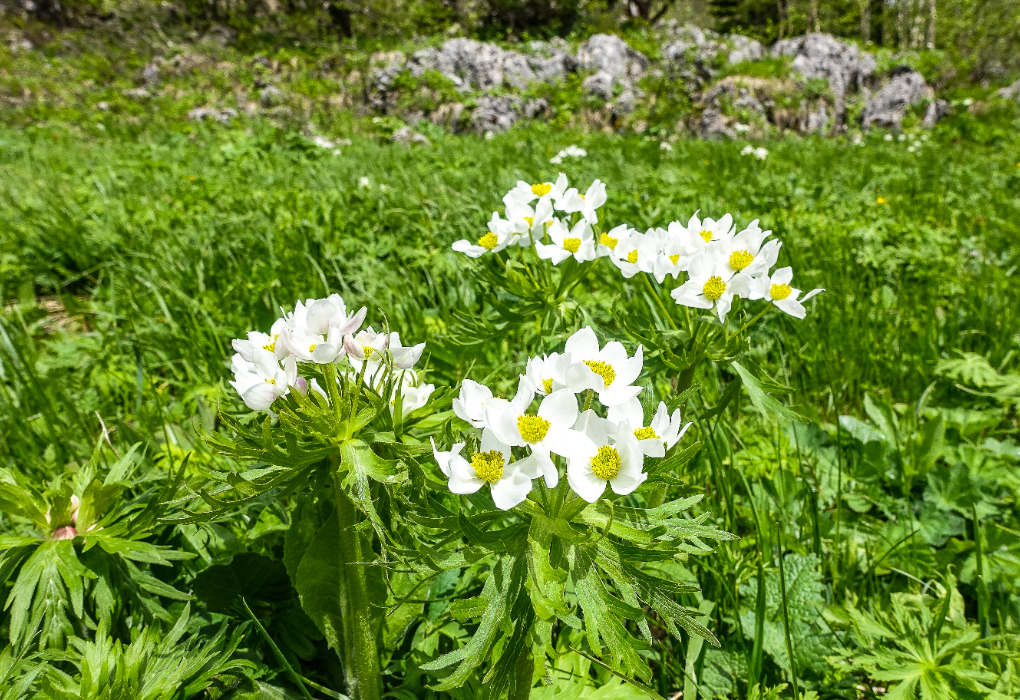 "Путешествие в край гор и водопадов", тур на 7 дней, Экотур, Лето, отдых + купание + экскурсии, Адыгея | 