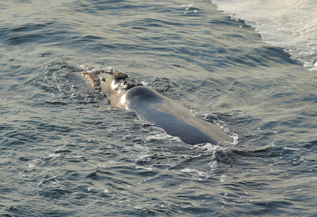 "Кольский экспресс: Северные олени, Киты, Териберка, Водопады", тур на 3 дня, Мурманск | 