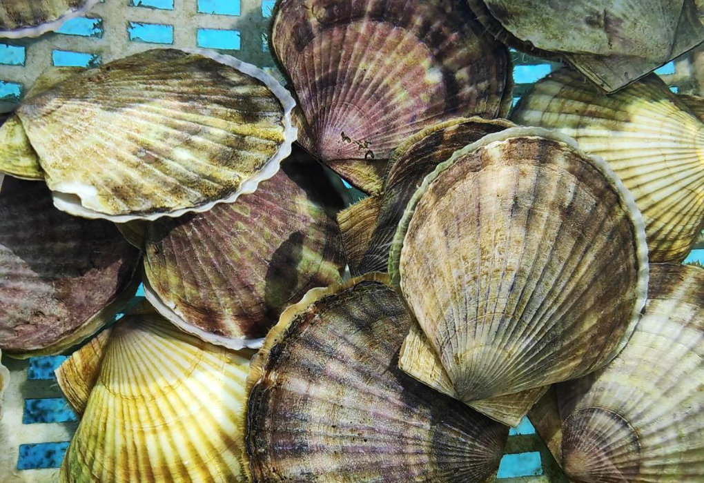 "МОРЕФЕРМА + отдых у моря" (БЕЗ ПРОЖИВАНИЯ), однодневный тур |